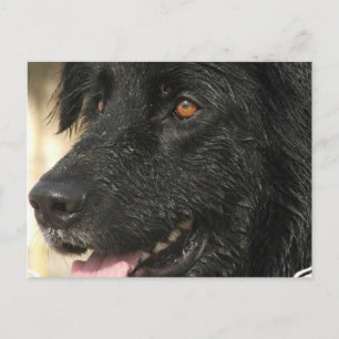 Carte postale pour marionnettes de Terre-Neuve