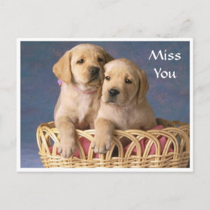 Carte postale pour marionnettes Miss You Labrador 