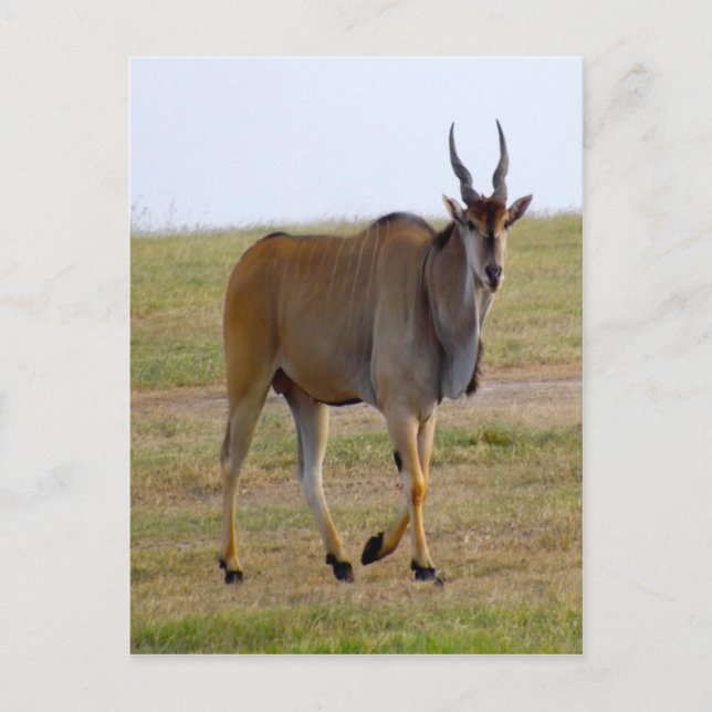 CARTE POSTALE POUR UNE BALADE (Devant)