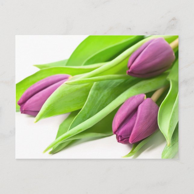 Carte postale pourpre de tulipes (Devant)