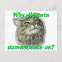 Pourquoi les chats nous ont-ils domestiqués ?