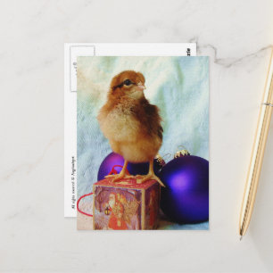 Carte Postale Poussin de Noël adorable