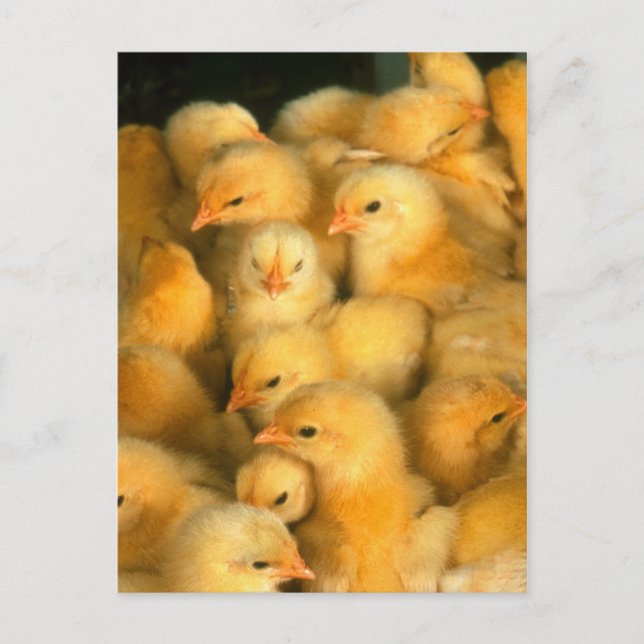 Carte Postale Poussins (Devant)