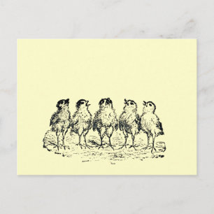 Carte Postale poussins
