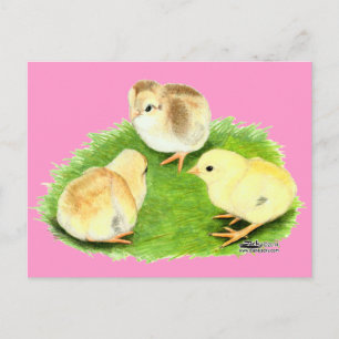 Carte Postale Poussins Aseel Blé