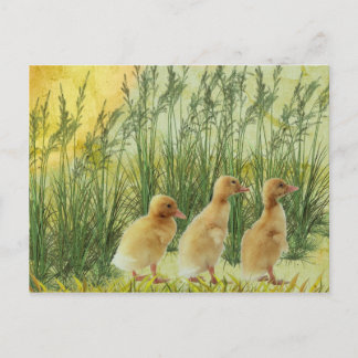 Carte Postale Poussins de bébé