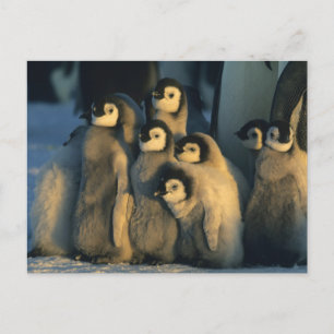 Carte Postale Poussins de Manchot empereur en crèche, Aptenodyte