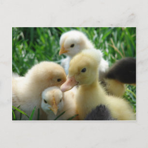 Carte Postale Poussins et colliers