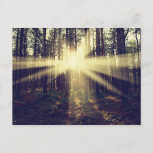 Carte Postale Poutres de forêt