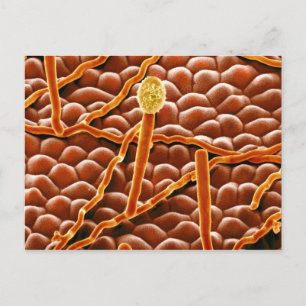 Carte Postale Powdery Mildew Fungus on Poinsettia