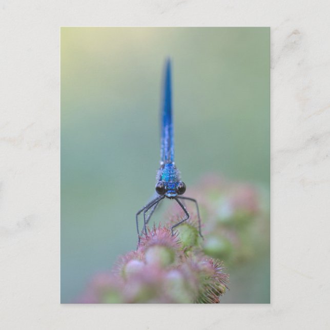 Carte Postale Prachtlibelle (Devant)