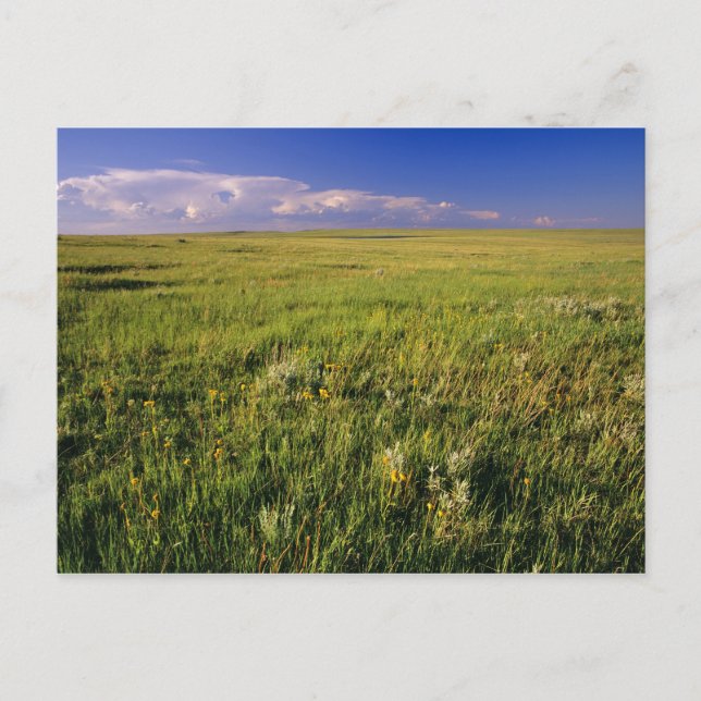 Carte Postale Prairie à graminées courtes dans le nord-est éloig (Devant)
