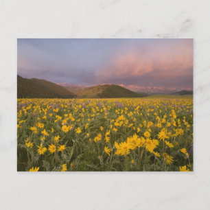 Carte Postale Prairie de fleurs sauvages spectaculaire au lever 