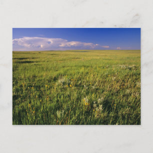 Carte Postale Prairie de graminées courtes dans le nord-est éloi