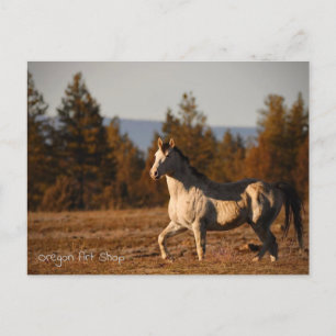 Carte Postale Pranteur