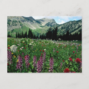 Carte Postale Pré alpin dans le désert de Pasayten, Californie