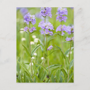 Carte Postale Pré des fleurs sauvages pénètrés dans