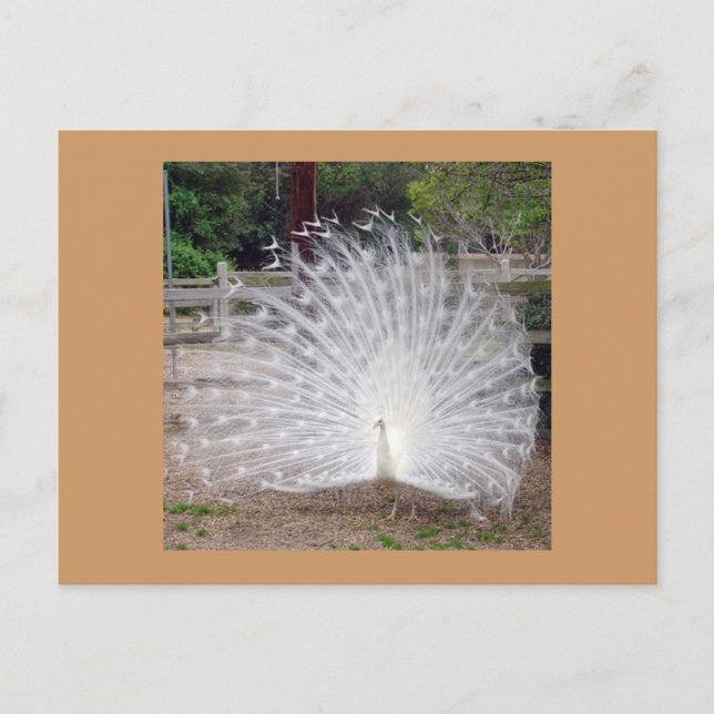 Carte Postale Préface (Devant)