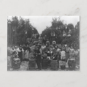 Carte Postale Prélèvement d'Apple Dans Le Comté De Berkeley, Vir