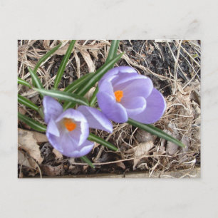 Carte Postale Premier Crocus ! -carte postale