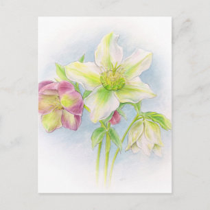 Carte Postale Premiers signes d'aquarelle des hellebores de prin