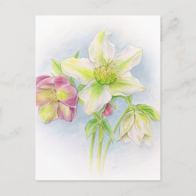 Carte Postale Premiers signes d'aquarelle des hellebores de prin (Devant)