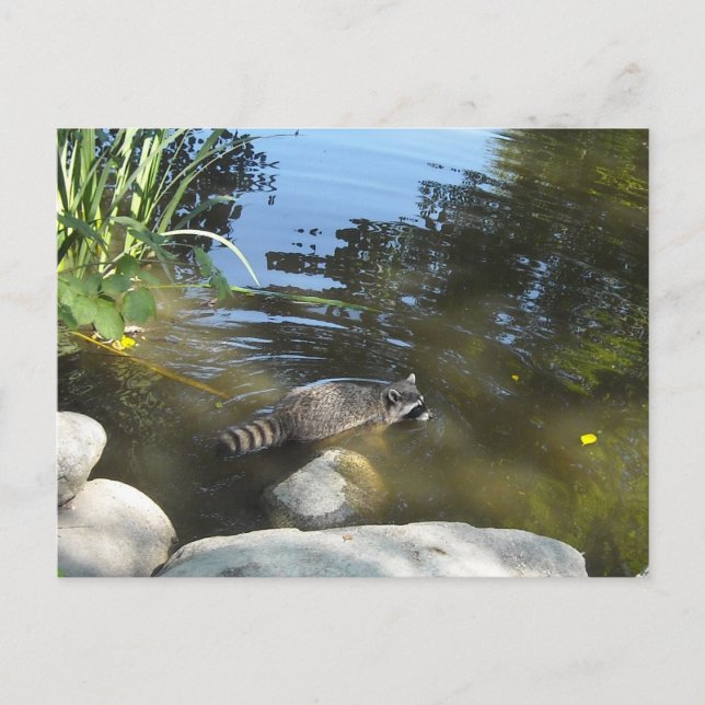 Carte Postale Prendre un Dip Racoon (Devant)