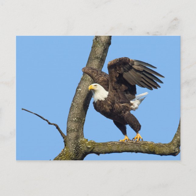 Carte Postale Prenez Le Saut ! (Devant)