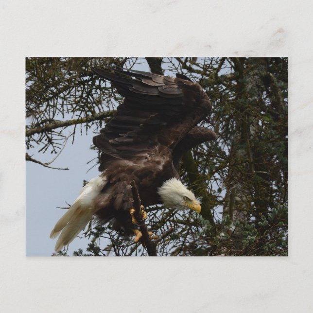 Carte Postale Préparez pour le vol (Devant)