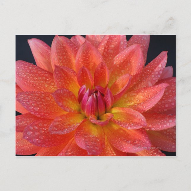 Carte Postale Près du centre de dahlia orange, Dahlia (Devant)