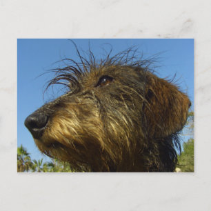 Carte Postale Prêt à chasser