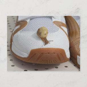 Carte Postale Prêt Pour La Course Des Escargots