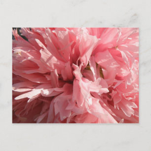 Carte postale Pretty Pink Poppy