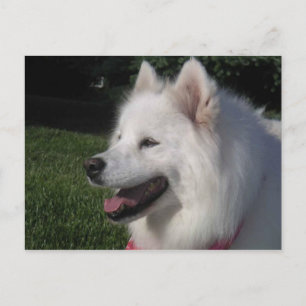 Carte Postale Pretty Sweet White Samoyed Dog