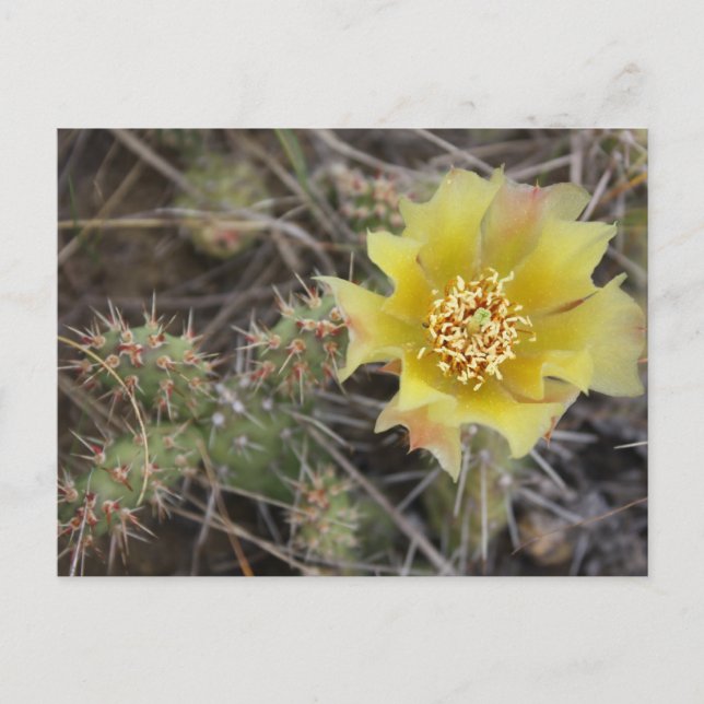 Carte Postale Prickley Pear (Devant)
