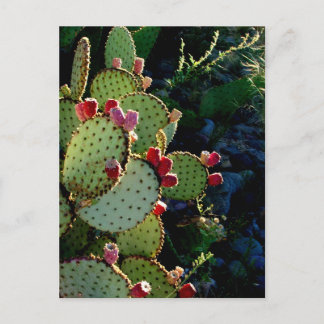 Carte Postale Prickly Pear Cactus