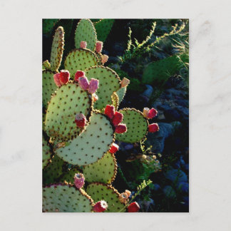 Carte Postale Prickly Pear Cactus