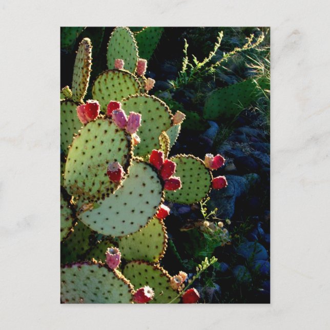 Carte Postale Prickly Pear Cactus (Devant)