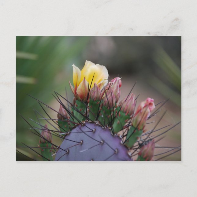 Carte Postale Prickly Pear Cactus (Devant)