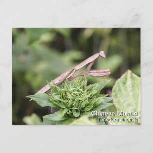 Carte Postale Prier Mantis
