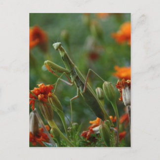 Carte Postale Prier Mantis