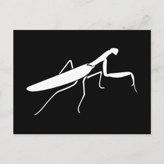 Carte Postale Prier Mantis