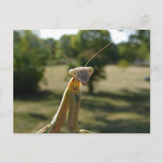 Carte Postale Prier Mantis (Devant)