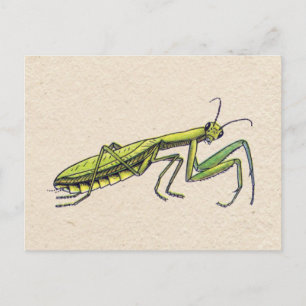 Carte Postale Prier Mantis
