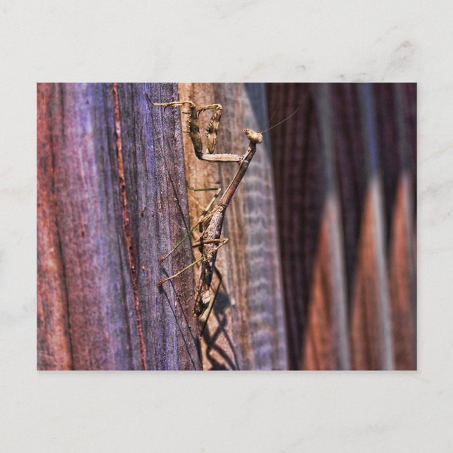 Carte Postale Prier Mantis (Devant)