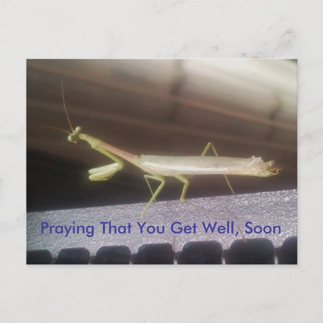 Carte Postale Prier Mantis (Devant)