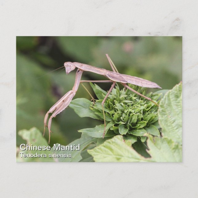 Carte Postale Prier Mantis (Devant)