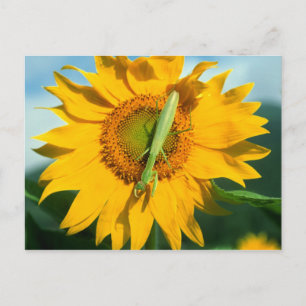 Carte Postale Prier Mantis dans un tournesol
