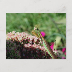 Carte Postale Prier Mantis Nature Photocard