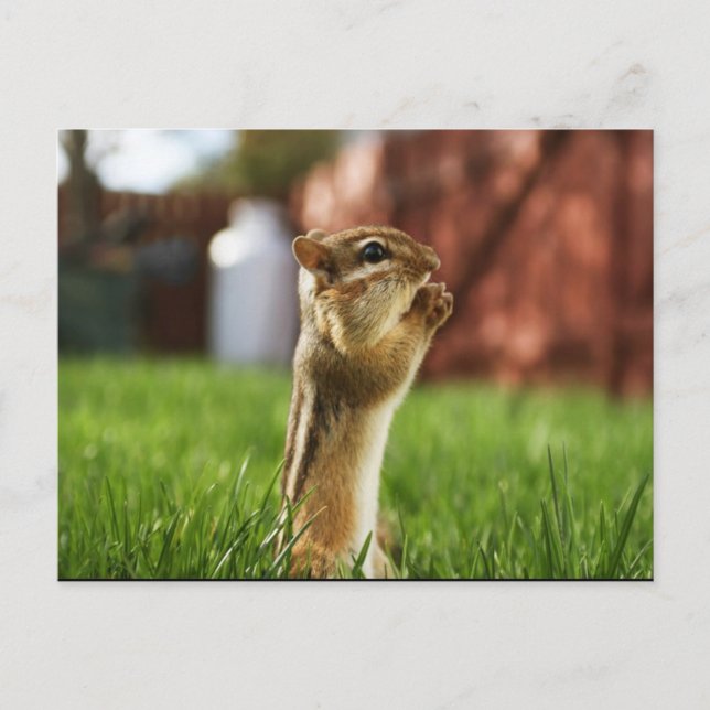 Carte Postale Prière Chipmun (Devant)